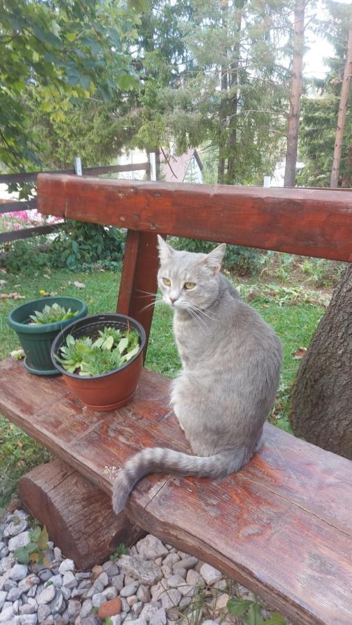 Guest House Milena Žabljak Екстериор снимка